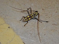 Olenecamptus optatus