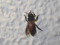 Apis dorsata