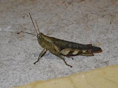 Orthoptera
