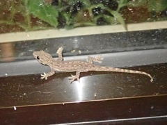 Hemidactylus frenatus