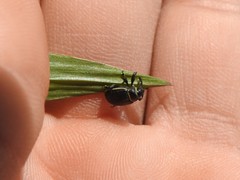 Rhyssomatus marginatus