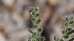 Johnstonella angelica