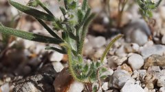 Johnstonella angelica