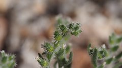 Johnstonella angelica
