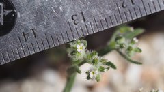 Johnstonella angelica
