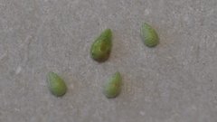 Johnstonella angelica