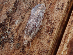Agonopterix hypericella