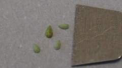 Johnstonella angelica