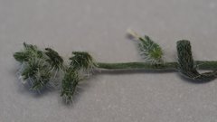 Johnstonella angelica