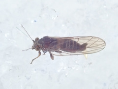 Cacopsylla melanoneura