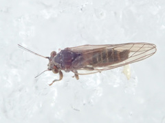 Cacopsylla melanoneura