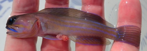 Moustache jawfish (Opistognathus lonchurus) — Opistognathidae