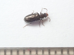 Rabocerus gabrieli