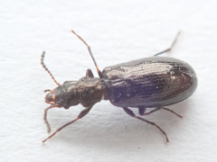 Rabocerus gabrieli