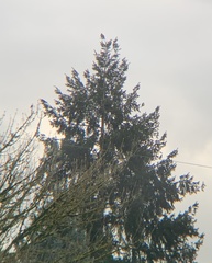 Patagioenas fasciata