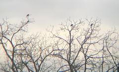 Patagioenas fasciata