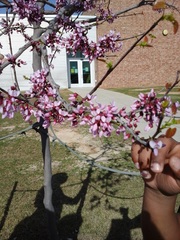 Cercis canadensis texensis