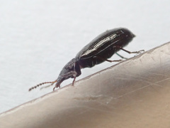 Rabocerus gabrieli