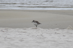 Pluvialis squatarola