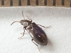 Rabocerus gabrieli