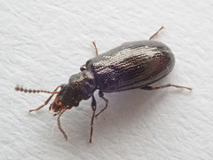 Rabocerus gabrieli