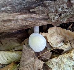 Pluteus tomentosulus