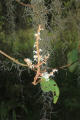 Miconia aeruginosa