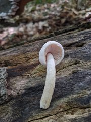 Pluteus tomentosulus