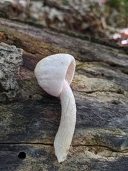 Pluteus tomentosulus