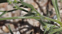 Johnstonella angelica