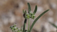 Johnstonella angelica