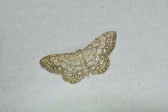 Idaea moniliata
