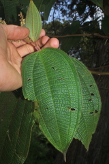 Miconia aeruginosa