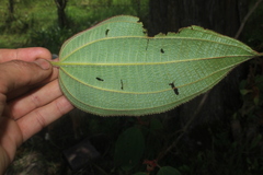 Miconia aeruginosa
