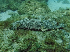 Holothuria inornata