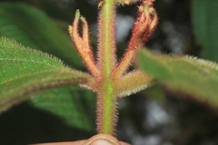Miconia aeruginosa