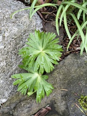 Eranthis