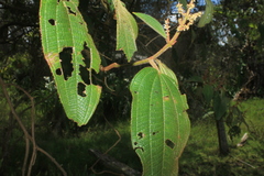 Miconia aeruginosa