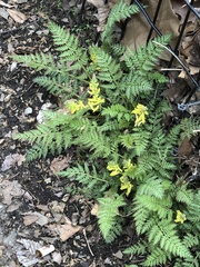 Corydalis cheilanthifolia