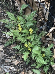 Corydalis cheilanthifolia