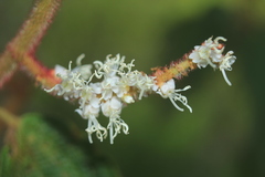 Miconia aeruginosa