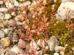 Saxifraga tridactylites
