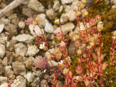 Saxifraga tridactylites