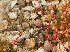 Saxifraga tridactylites