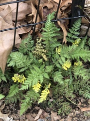 Corydalis cheilanthifolia