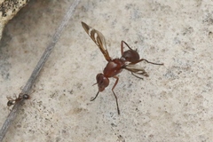 Tritoxa incurva