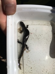 Ambystoma jeffersonianum