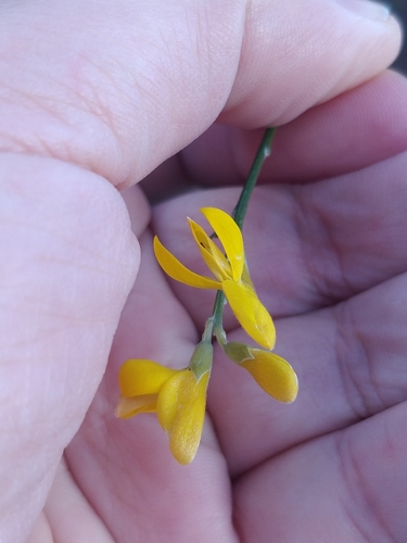 Genista tenera image