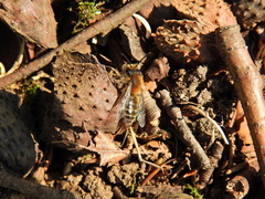 Andrena clarkella