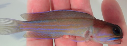 Moustache jawfish (Opistognathus lonchurus) — Opistognathidae — 3